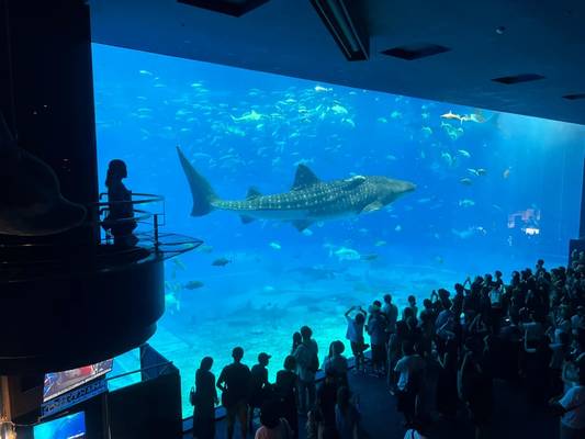 Окинавский океанариум и божественный Кори