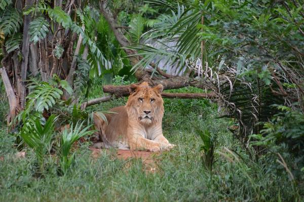 Зоопарк-сафари и потухший вулкан Маань — из Саньи