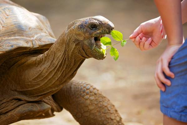 Чудеса природы на юге Маврикия